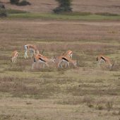  Ngorongoro Crater, TZ